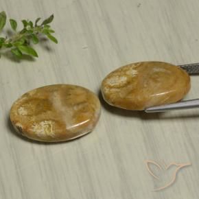 Shop natural 22.07ct マルチカラー 化石サンゴ gems, 楕円形, from インドネシア at GemSelect. In stock, global shipping!