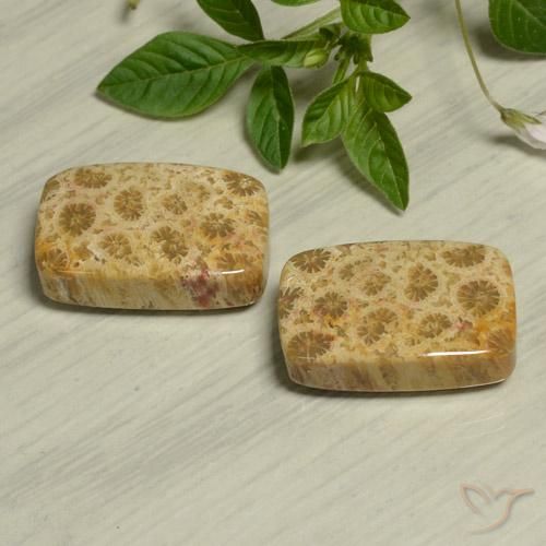 Shop natural 24.13ct マルチカラー 化石サンゴ gems, クッション, from インドネシア at GemSelect. In stock, global shipping!