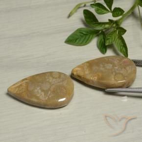 Shop natural 27.09ct マルチカラー 化石サンゴ gems, 洋梨の形, from インドネシア at GemSelect. In stock, global shipping!