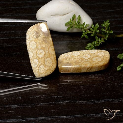 Shop natural 25.26ct マルチカラー 化石サンゴ gems, ファンシー, from インドネシア at GemSelect. In stock, global shipping!