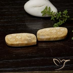 Shop natural 25.26ct マルチカラー 化石サンゴ gems, ファンシー, from インドネシア at GemSelect. In stock, global shipping!