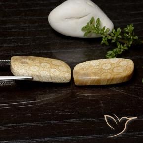 Shop natural 25.26ct マルチカラー 化石サンゴ gems, ファンシー, from インドネシア at GemSelect. In stock, global shipping!