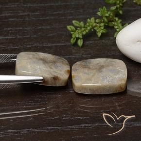 Shop natural 25.74ct マルチカラー 化石サンゴ gems, クッション, from インドネシア at GemSelect. In stock, global shipping!