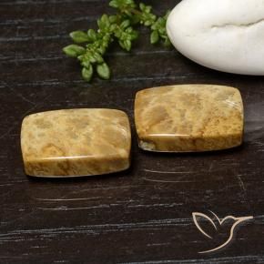 Shop natural 21.42ct マルチカラー 化石サンゴ gems, クッション, from インドネシア at GemSelect. In stock, global shipping!