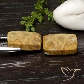Shop natural 21.42ct マルチカラー 化石サンゴ gems, クッション, from インドネシア at GemSelect. In stock, global shipping!