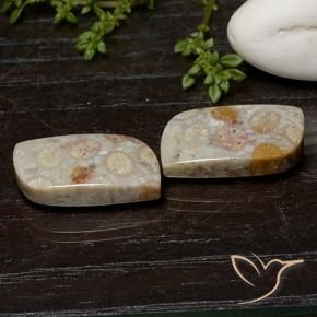 Shop natural 25.07ct マルチカラー 化石サンゴ gems, ファンシー, from インドネシア at GemSelect. In stock, global shipping!