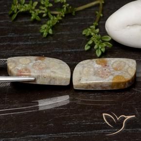 Shop natural 25.07ct マルチカラー 化石サンゴ gems, ファンシー, from インドネシア at GemSelect. In stock, global shipping!