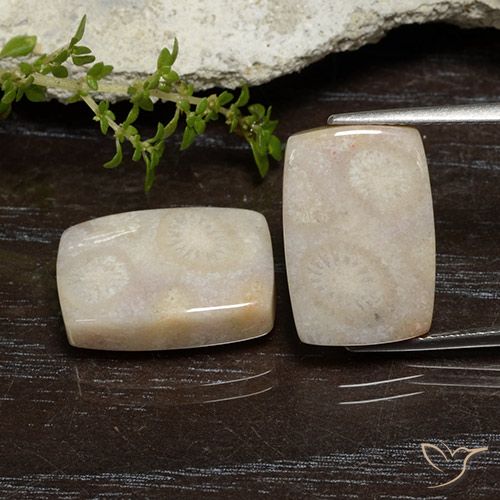 Shop natural 21.67ct マルチカラー 化石サンゴ gems, クッション, from インドネシア at GemSelect. In stock, global shipping!