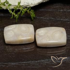 Shop natural 21.67ct マルチカラー 化石サンゴ gems, クッション, from インドネシア at GemSelect. In stock, global shipping!