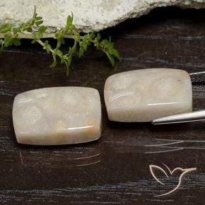 Shop natural 21.67ct マルチカラー 化石サンゴ gems, クッション, from インドネシア at GemSelect. In stock, global shipping!
