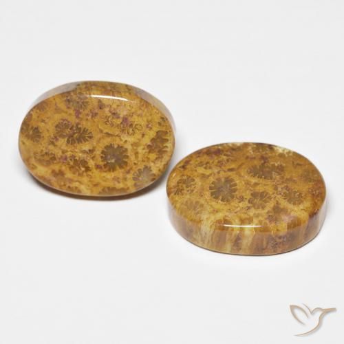 Shop natural 21.12ct マルチカラー 化石サンゴ gems, 楕円形, from インドネシア at GemSelect. In stock, global shipping!