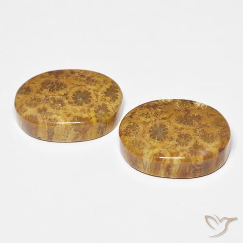 Shop natural 21.12ct マルチカラー 化石サンゴ gems, 楕円形, from インドネシア at GemSelect. In stock, global shipping!