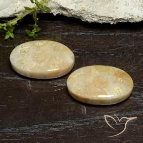 Shop natural 24.96ct マルチカラー 化石サンゴ gems, 楕円形, from インドネシア at GemSelect. In stock, global shipping!