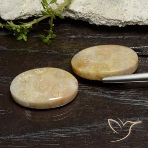 Shop natural 24.96ct マルチカラー 化石サンゴ gems, 楕円形, from インドネシア at GemSelect. In stock, global shipping!