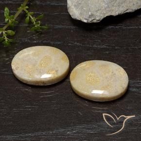Shop natural 20.54ct マルチカラー 化石サンゴ gems, 楕円形, from インドネシア at GemSelect. In stock, global shipping!