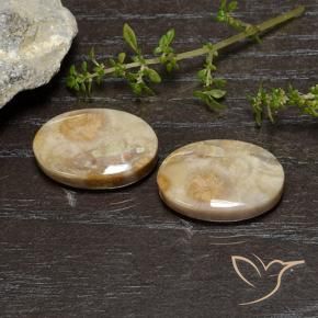 Shop natural 26.83ct マルチカラー 化石サンゴ gems, 楕円形, from インドネシア at GemSelect. In stock, global shipping!