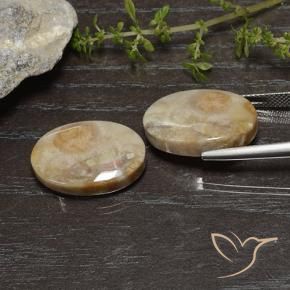 Shop natural 26.83ct マルチカラー 化石サンゴ gems, 楕円形, from インドネシア at GemSelect. In stock, global shipping!