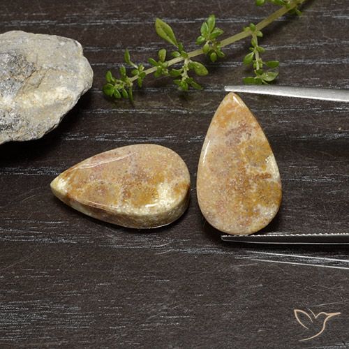 Shop natural 25.11ct マルチカラー 化石サンゴ gems, 洋梨の形, from インドネシア at GemSelect. In stock, global shipping!
