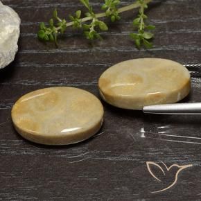 Shop natural 27.16ct マルチカラー 化石サンゴ gems, 楕円形, from インドネシア at GemSelect. In stock, global shipping!