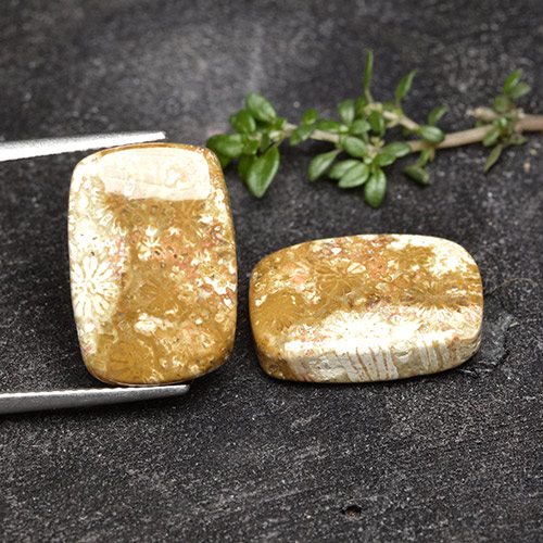 自然派の商品を探す 16.41ct マルチカラー 化石サンゴ 宝石, クッションカット, インドネシア からGemSelectで. 在庫あり、世界各国へ発送!