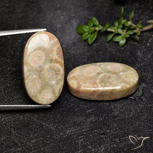 Shop natural 19.57ct マルチカラー 化石サンゴ gems, 楕円形, from インドネシア at GemSelect. In stock, global shipping!