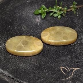 Shop natural 18.93ct マルチカラー 化石サンゴ gems, 楕円形, from インドネシア at GemSelect. In stock, global shipping!