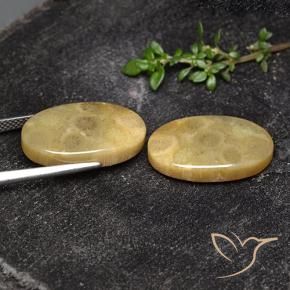 Shop natural 18.93ct マルチカラー 化石サンゴ gems, 楕円形, from インドネシア at GemSelect. In stock, global shipping!