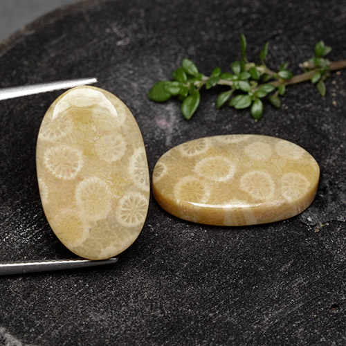 自然派の商品を探す 24.38ct マルチカラー 化石サンゴ 宝石, オーバルカット, インドネシア からGemSelectで. 在庫あり、世界各国へ発送!