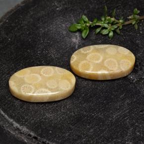 自然派の商品を探す 24.38ct マルチカラー 化石サンゴ 宝石, オーバルカット, インドネシア からGemSelectで. 在庫あり、世界各国へ発送!