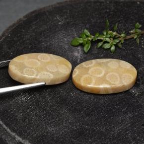 自然派の商品を探す 24.38ct マルチカラー 化石サンゴ 宝石, オーバルカット, インドネシア からGemSelectで. 在庫あり、世界各国へ発送!