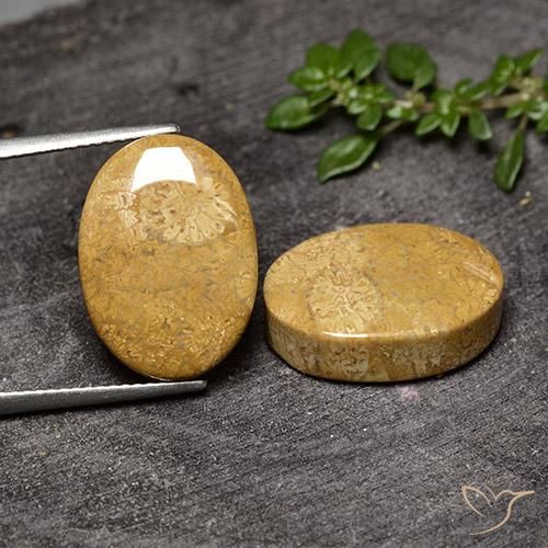 Shop natural 20.50ct マルチカラー 化石サンゴ gems, 楕円形, from インドネシア at GemSelect. In stock, global shipping!