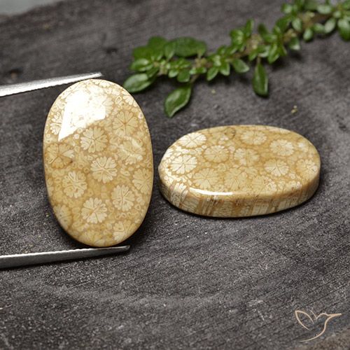 Shop natural 28.20ct マルチカラー 化石サンゴ gems, 楕円形, from インドネシア at GemSelect. In stock, global shipping!