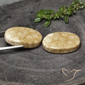 Shop natural 28.20ct マルチカラー 化石サンゴ gems, 楕円形, from インドネシア at GemSelect. In stock, global shipping!