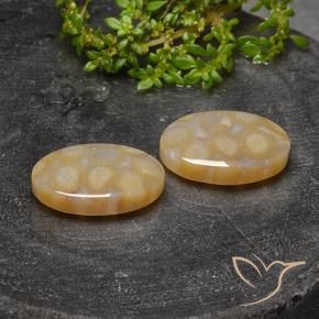 Shop natural 23.14ct マルチカラー 化石サンゴ gems, 楕円形, from インドネシア at GemSelect. In stock, global shipping!