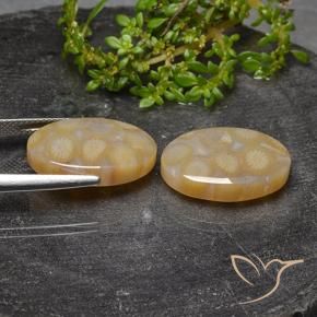 Shop natural 23.14ct マルチカラー 化石サンゴ gems, 楕円形, from インドネシア at GemSelect. In stock, global shipping!