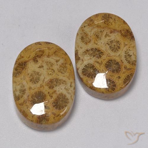 Shop natural 22.57ct マルチカラー 化石サンゴ gems, 楕円形, from インドネシア at GemSelect. In stock, global shipping!