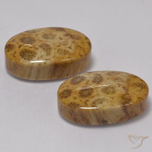 Shop natural 22.57ct マルチカラー 化石サンゴ gems, 楕円形, from インドネシア at GemSelect. In stock, global shipping!