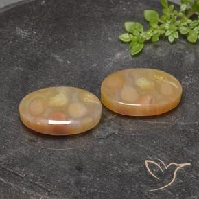 Shop natural 25.17ct マルチカラー 化石サンゴ gems, 楕円形, from インドネシア at GemSelect. In stock, global shipping!