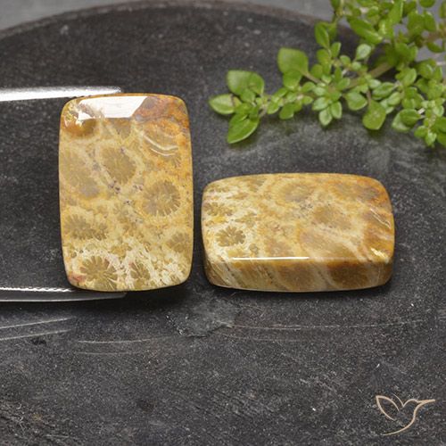Shop natural 40.81ct マルチカラー 化石サンゴ gems, クッション, from インドネシア at GemSelect. In stock, global shipping!
