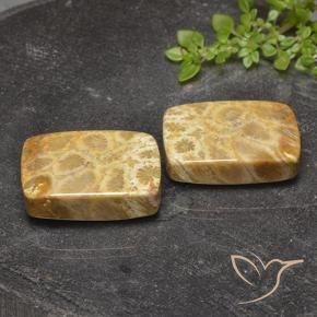 Shop natural 40.81ct マルチカラー 化石サンゴ gems, クッション, from インドネシア at GemSelect. In stock, global shipping!
