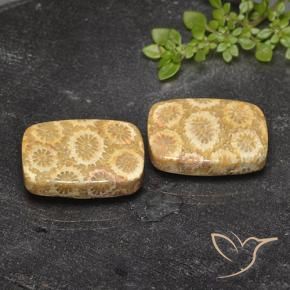 Shop natural 23.94ct マルチカラー 化石サンゴ gems, クッション, from インドネシア at GemSelect. In stock, global shipping!
