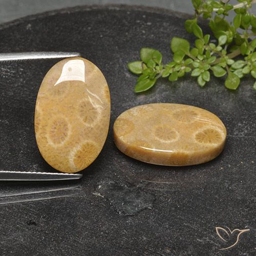 Shop natural 22.26ct マルチカラー 化石サンゴ gems, 楕円形, from インドネシア at GemSelect. In stock, global shipping!