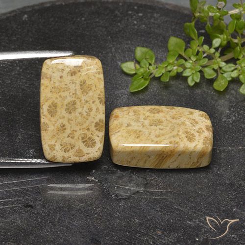 Shop natural 29.20ct マルチカラー 化石サンゴ gems, クッション, from インドネシア at GemSelect. In stock, global shipping!