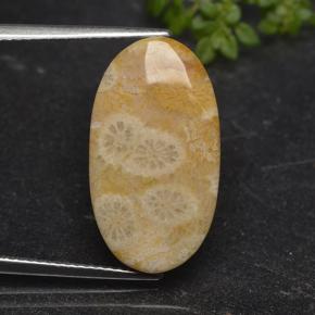 11.06カラットの天然マルチカラー化石サンゴ、オーバルカット、オペーク