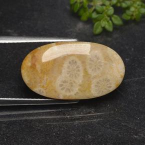 11.06カラットの天然マルチカラー化石サンゴ、オーバルカット、オペーク