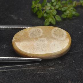 11.06カラットの天然マルチカラー化石サンゴ、オーバルカット、オペーク