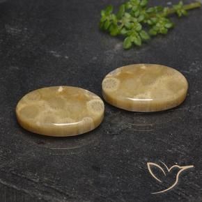 Shop natural 21.72ct マルチカラー 化石サンゴ gems, 楕円形, from インドネシア at GemSelect. In stock, global shipping!
