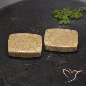 Shop natural 28.56ct マルチカラー 化石サンゴ gems, クッション, from インドネシア at GemSelect. In stock, global shipping!