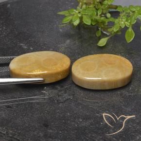 Shop natural 27.54ct マルチカラー 化石サンゴ gems, 楕円形, from インドネシア at GemSelect. In stock, global shipping!