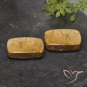 Shop natural 32.26ct マルチカラー 化石サンゴ gems, クッション, from インドネシア at GemSelect. In stock, global shipping!